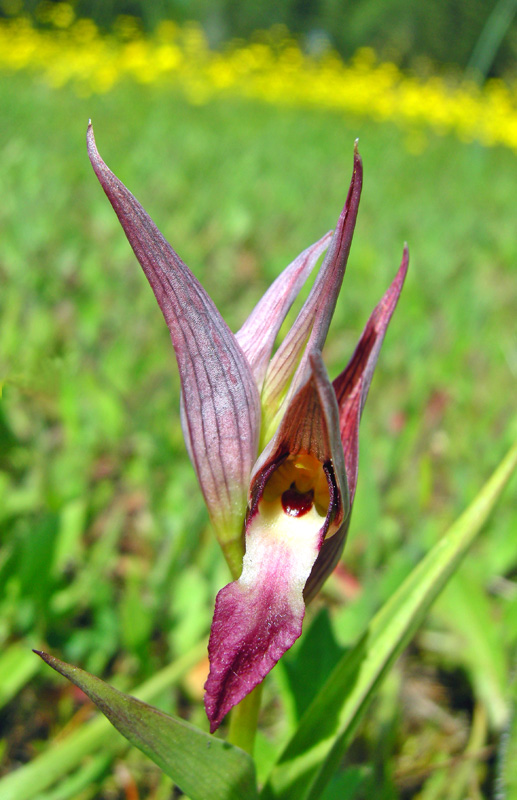 Orchidee del Chianti - Ophrys sphegodes e altre...